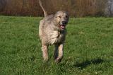 IRISH WOLFHOUND 368